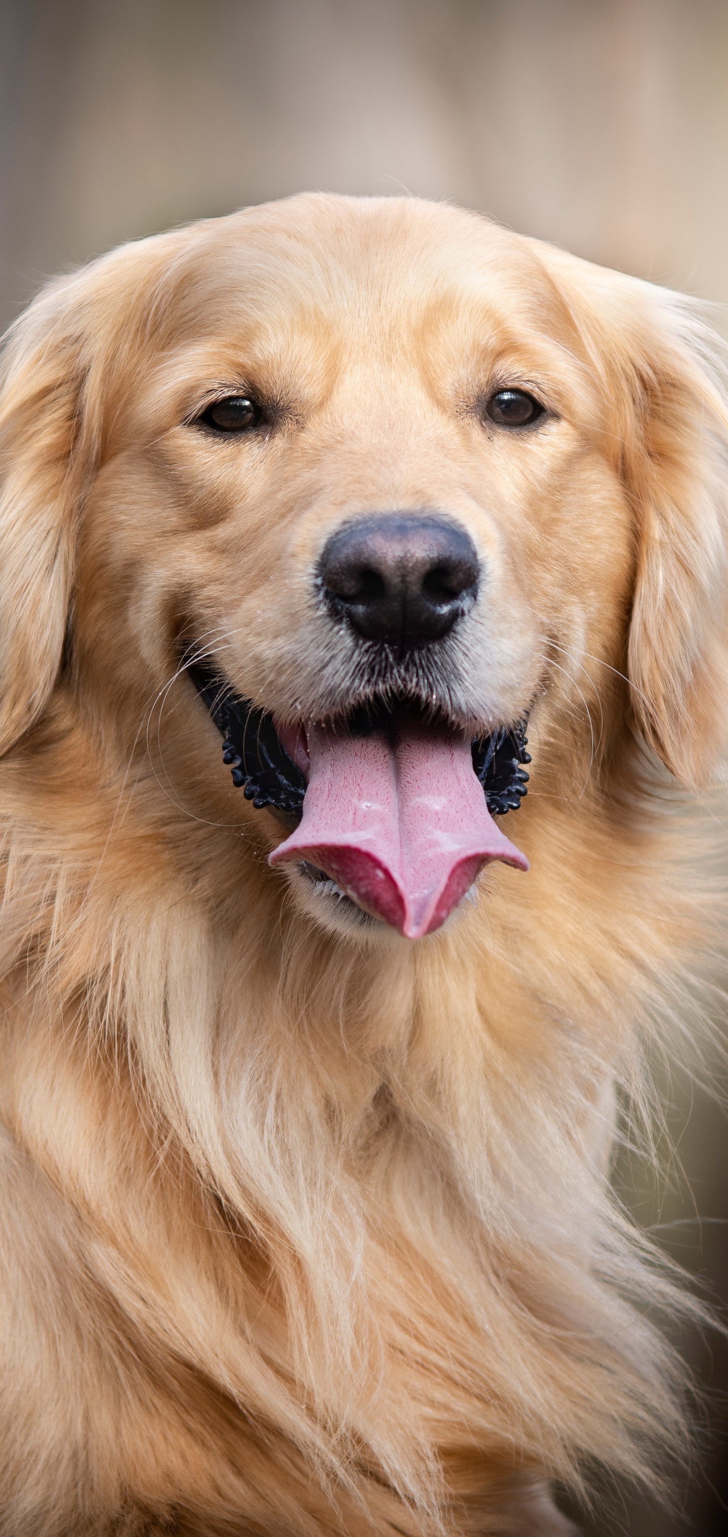 1440x3040  _ANIMAL Golden Retriever - Mobile Abyss