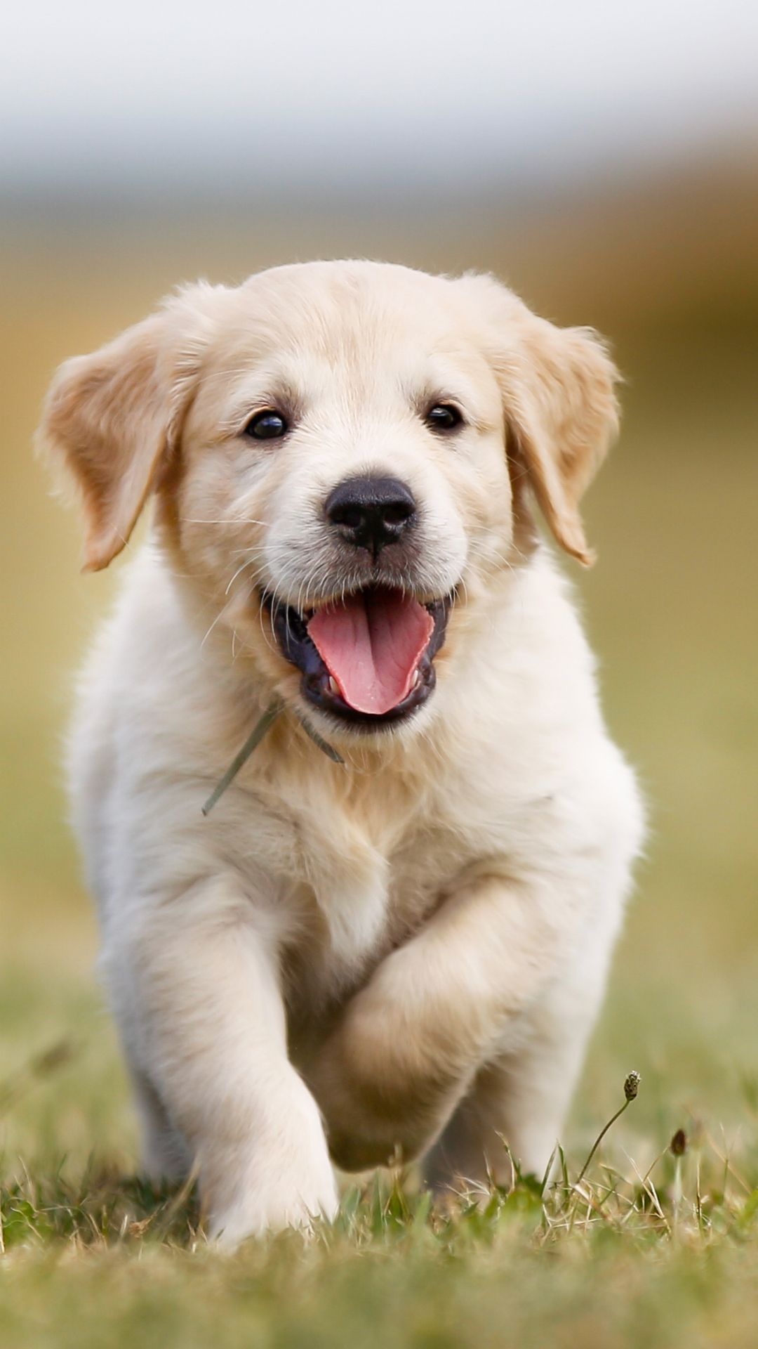 1080x1920  baby Golden Retriever Обои - Верхнее Baby Golden Retriever Фоны - Wallpaperaccess