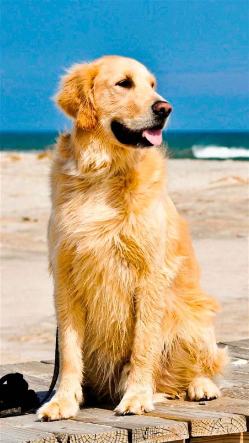 800x1422  Golden Retriever HD Обои для iPhone | Золотые ретривер обои, собаки золотистые ретривер, милые обои собаки 