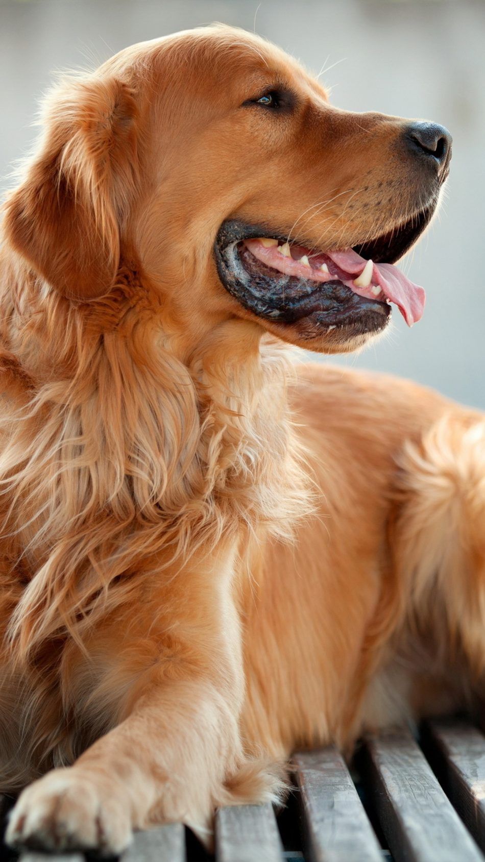 950x1689  Golden Retriever собака обои для андроида - скачать apk
