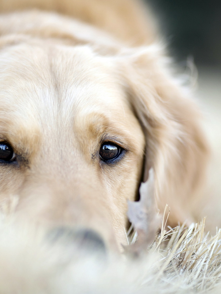 768x1024  golden retriever Обои - iPhone, Android \ U0026 Фоны на рабочем столе 