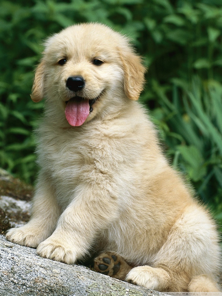 768x1024  golden Retriever | 26 лучших бесплатных золотых ретриверов, собака, домашних животных и животных на unsplash 