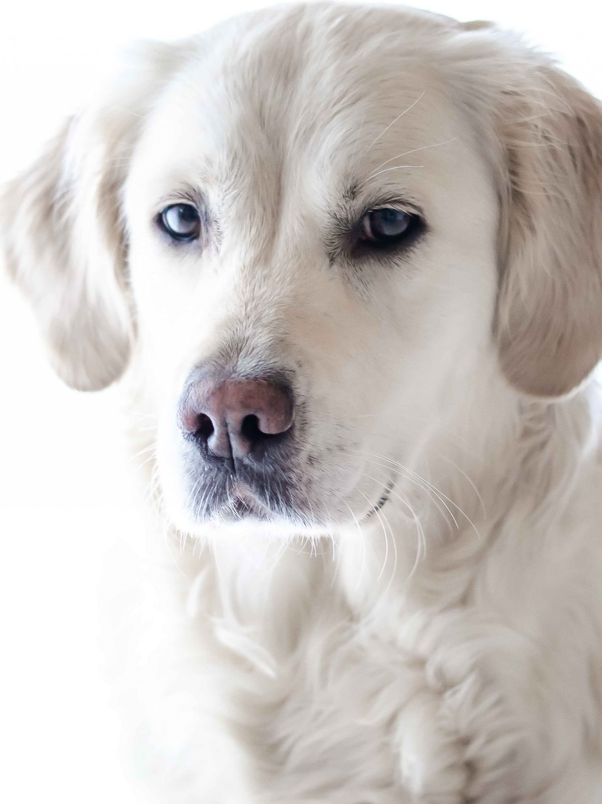 2048x2732  HD Обои: США, Даллас, Семья, ПЭТ, Золотой ретривер Щенок | Обои Flare