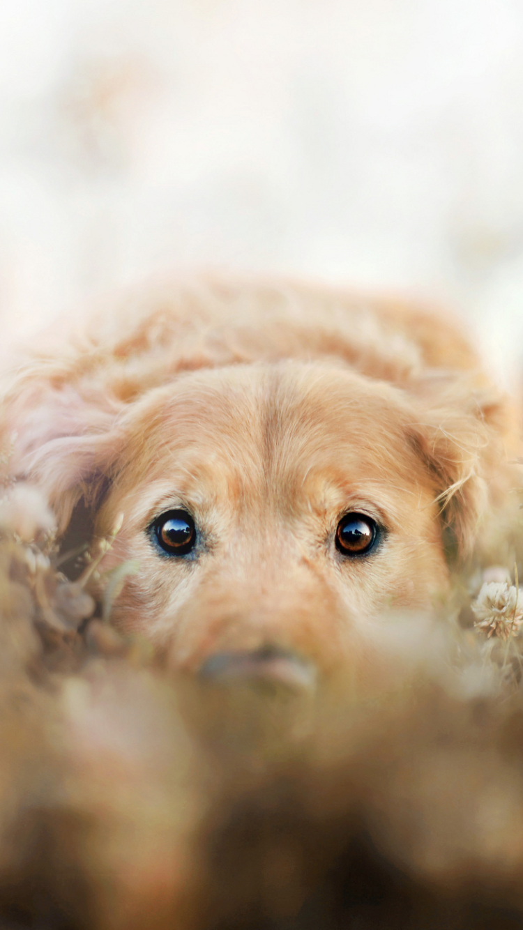 750x1334  Golden Retriever и Tree 1080x1920 iPhone 8/7 / 6 / 6s Plus, Фон, картинка, изображение Обои: неглубоко фокус фотография золотого ретривера, собака, домашних животных, листьев | Обои Flare