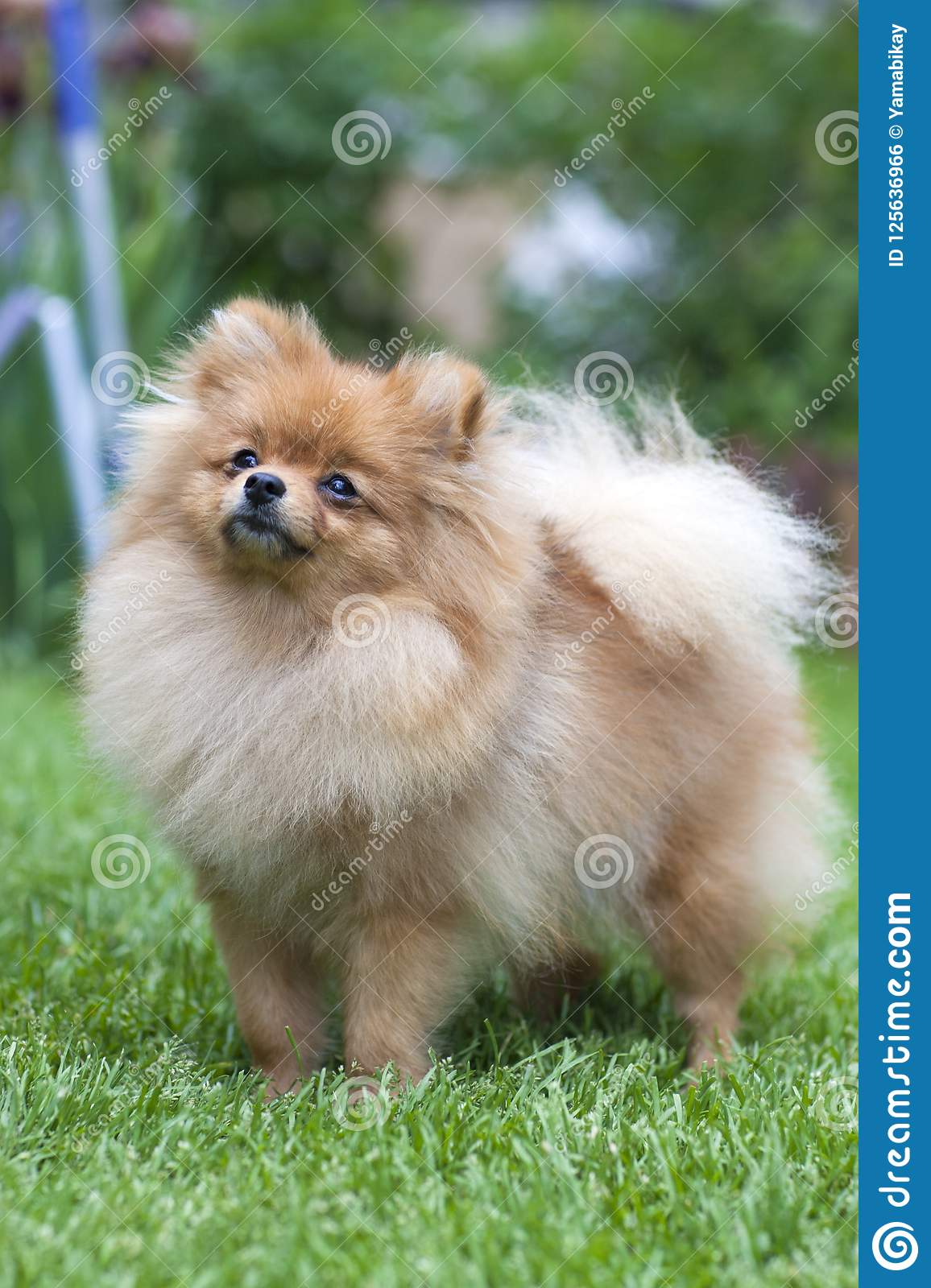 1156x1600  spitz Hund High Relize stock photography stock photograpers , Японский Спитц, Волпино итальян, Спитц, # 1568510 - Wallpaperkiss