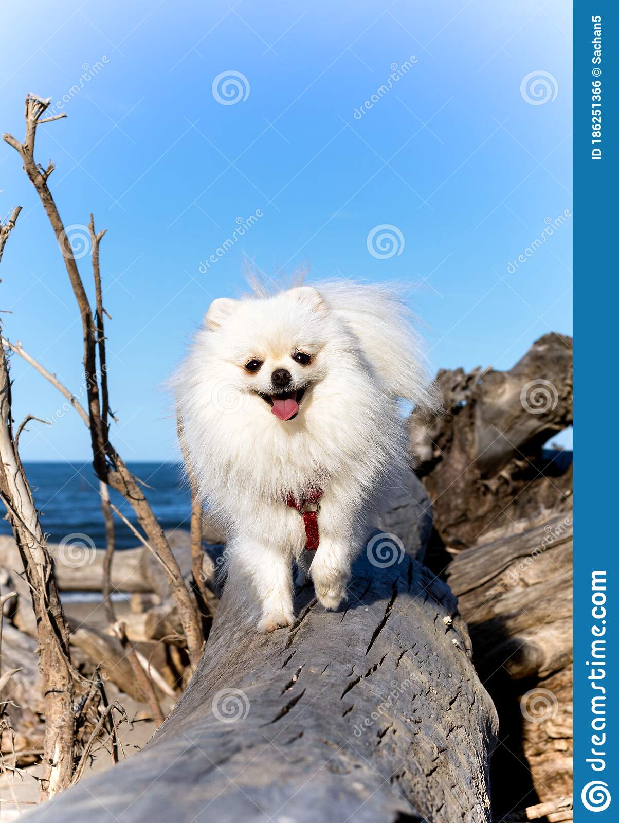 1204x1600  funny Volpino Italiano Dog в лесной фотографии и обои. Красивая смешная фольпино итальянская собака в лесных картинках