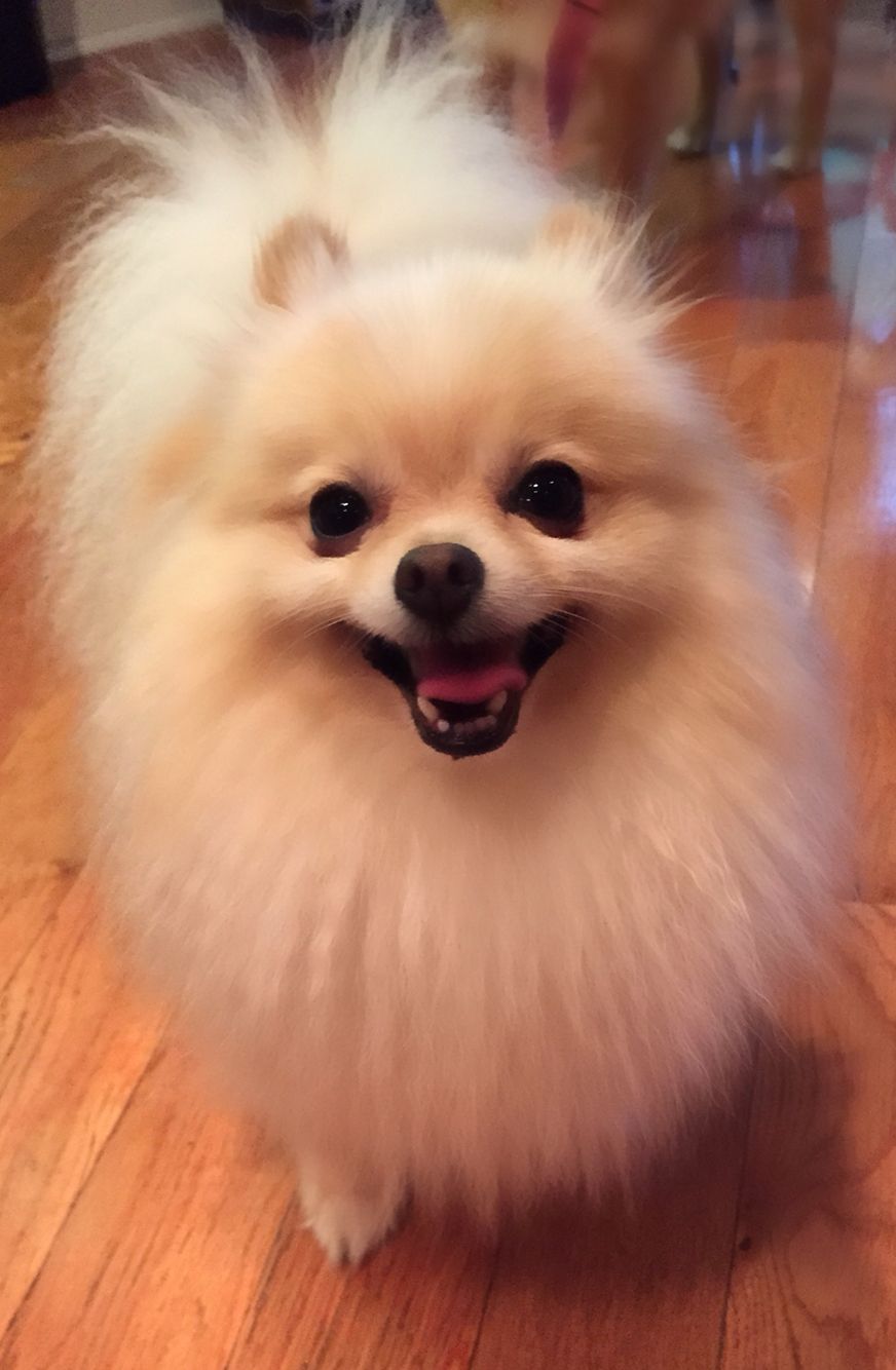 872x1334   2,009 белый немецкий шпиц Фотографии - бесплатные \ U0026 роялти-бесплатные фото от Dreamstime - Page 9