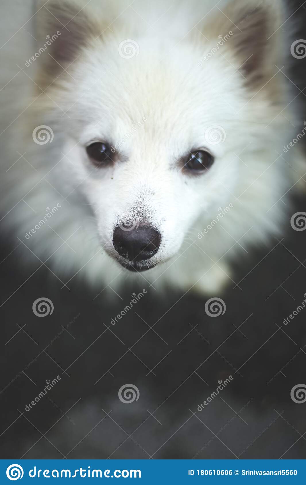 1066x1689  spitz Hund High Resolution stock photography and Images - Alamy