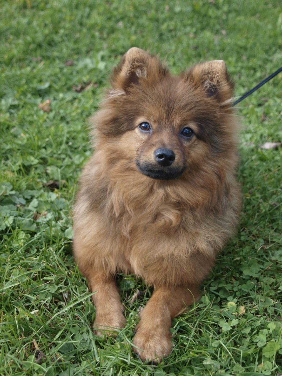 960x1280  GERMAN SPITZ - Европейский Спитц - Породы Германии .