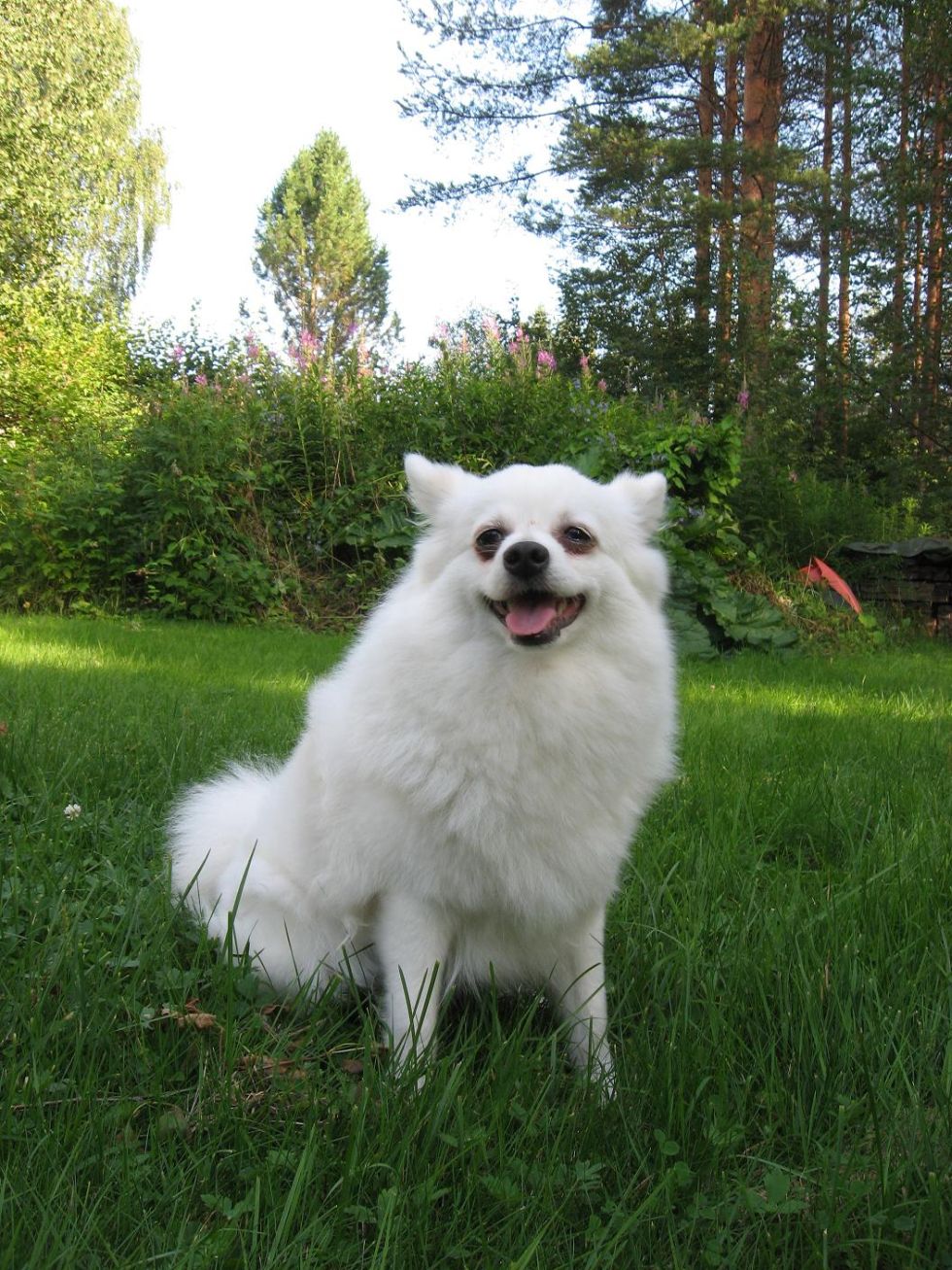 980x1307  POMERANIAN - Моя собака Rocks