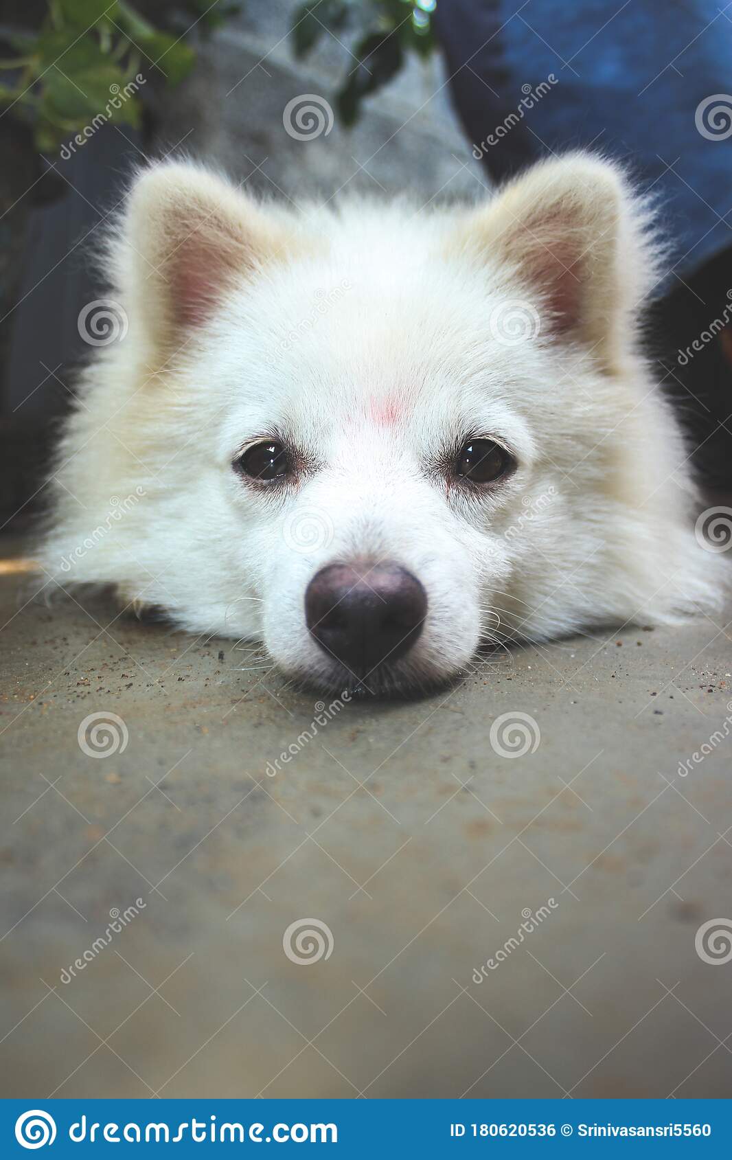 1066x1689   PIN-код на Pomeranian, Spitz