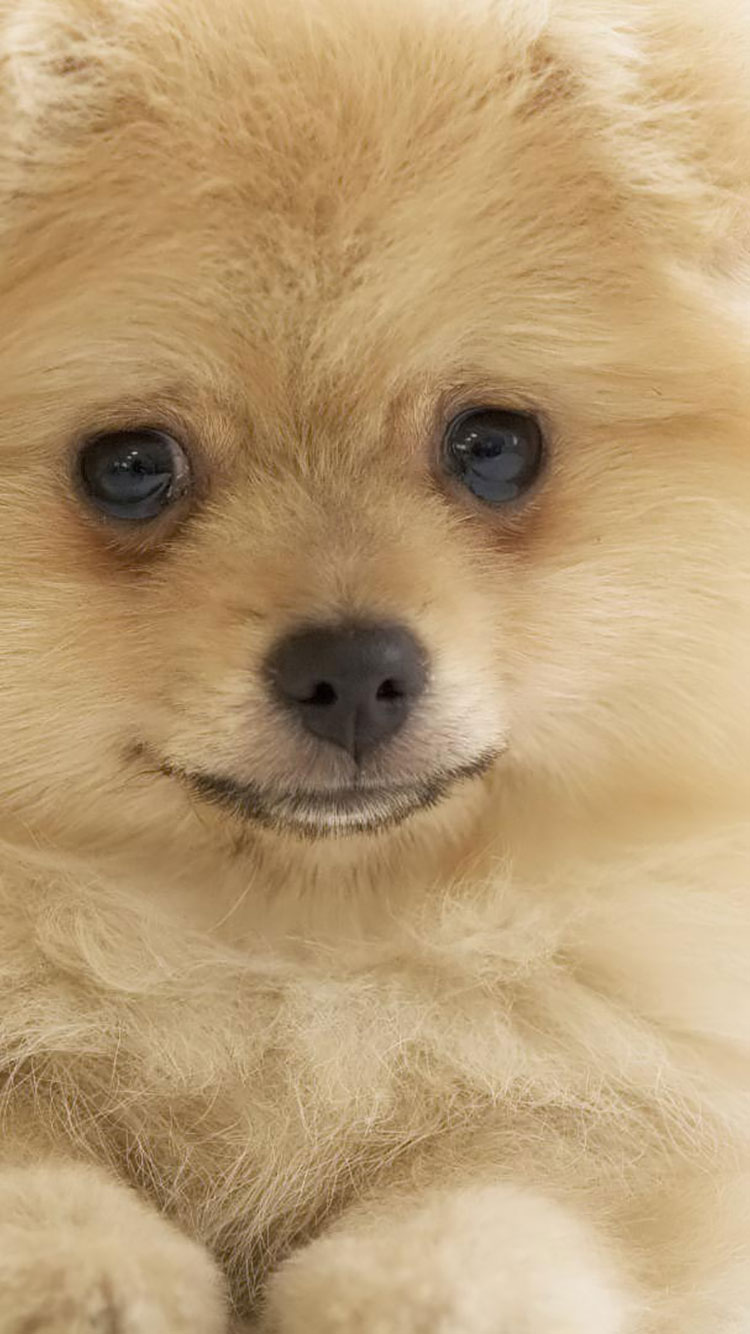 750x1334  baby Dog Wallpaper, млекопитающее, Pomeranian, Dog, Canidae, Spitz, Volpino Italiano, Cannivonore, собака породы, щенка, немецкий шпиц, # 1564485 - Wallperskiss