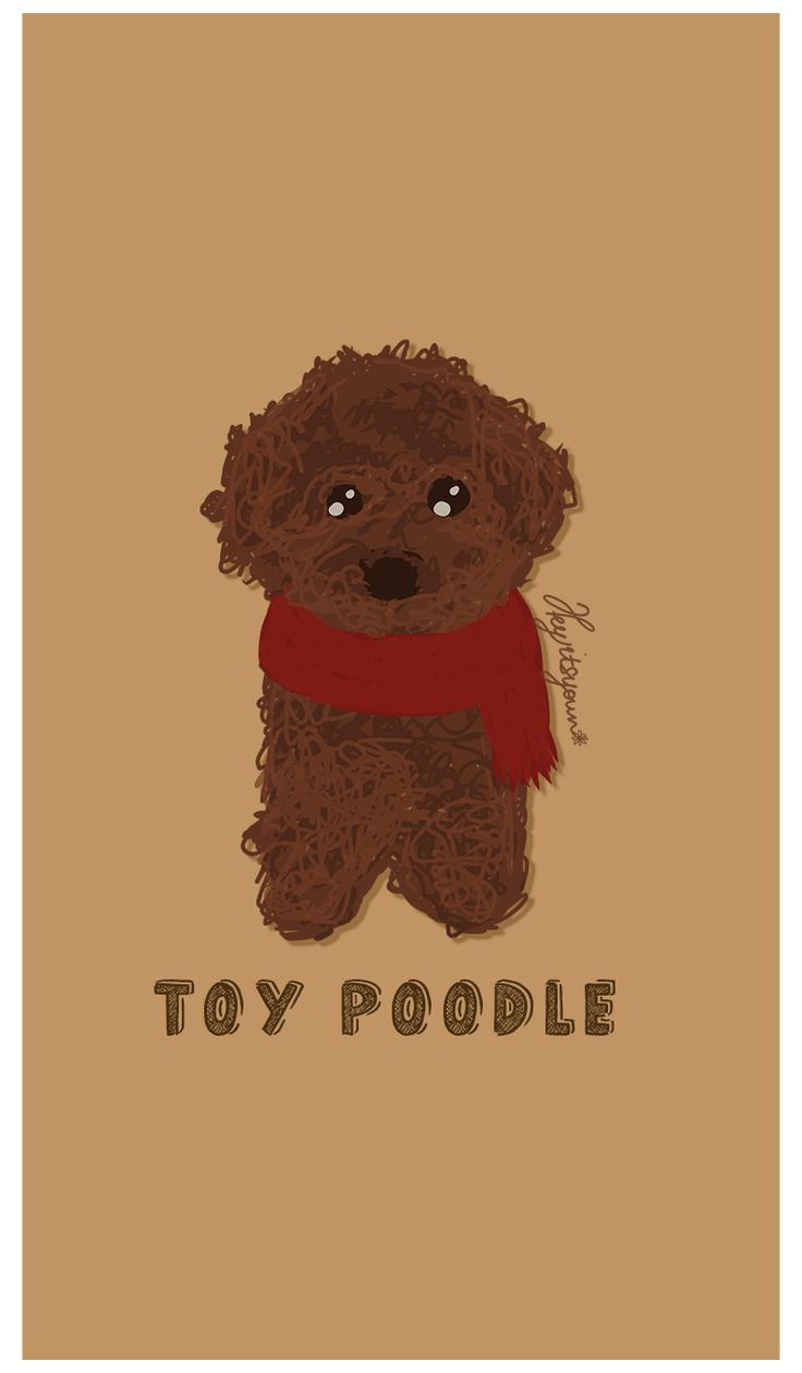 736x1260  _lovely Poodle Собака фото и обои. Красивый Прекрасный Пудель Собака Фотографии cute Щенок iPhone Обои - Верхнее Симпатичные Симпатичные Щенок iPhone Фон - WallpaperAccess