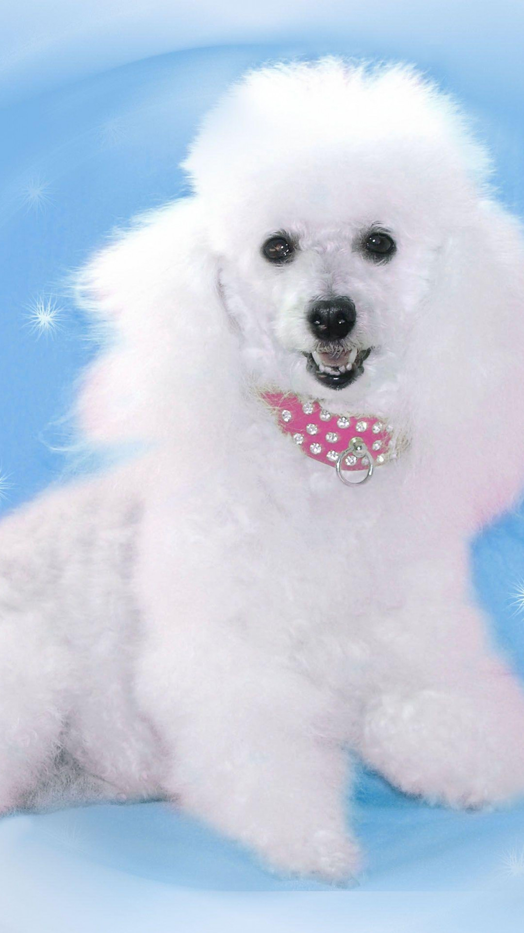 1080x1920  pin by Zosia On Miacous в 2021 году | Пудель рисунок, коричневая игрушка пудель, игрушечный пудель 