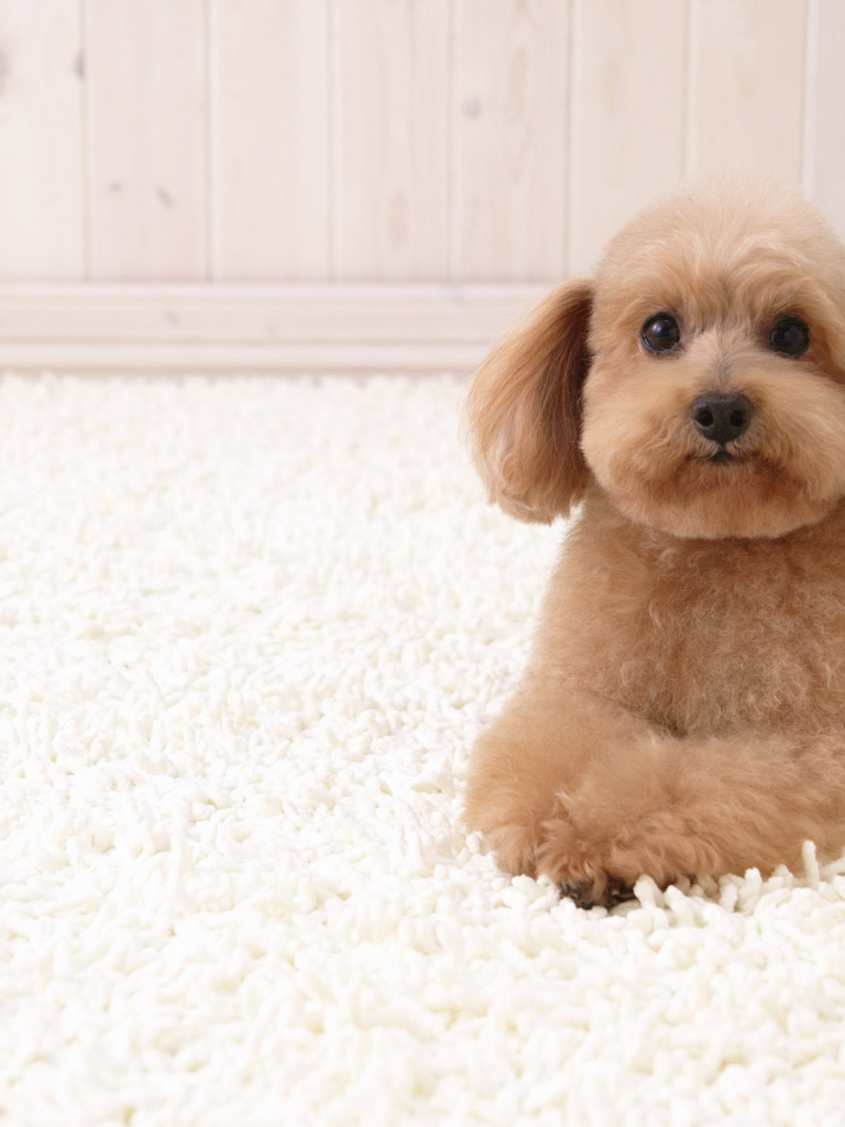 768x1024  free Скачать обои ArricoT Toy Poodle [1920x1200] для вашего рабочего стола, мобильный \ U0026 Tablet | Исследуйте 48+ игрушечные обои пуделя | Стандартные обои пуделя, розовый пудель обои, бесплатные пудельные щенки Обои 
