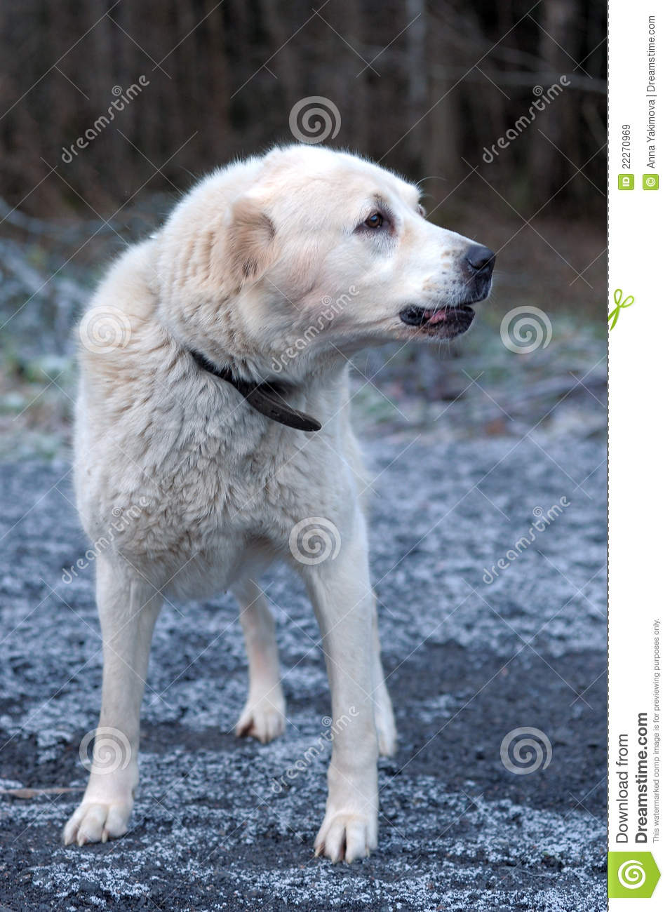 955x1300  sad, молодая центральная азиатская пастуха в клетке. Морда собаки крупным планом Фотография, картинки, изображения и сток-фотография без роялти. Image 123718563 .