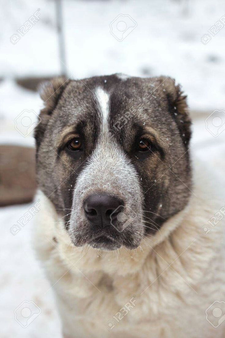 735x1104  chopaan Guardians Дом Центральной Азиатской овчарки собаки - Главная | Facebook