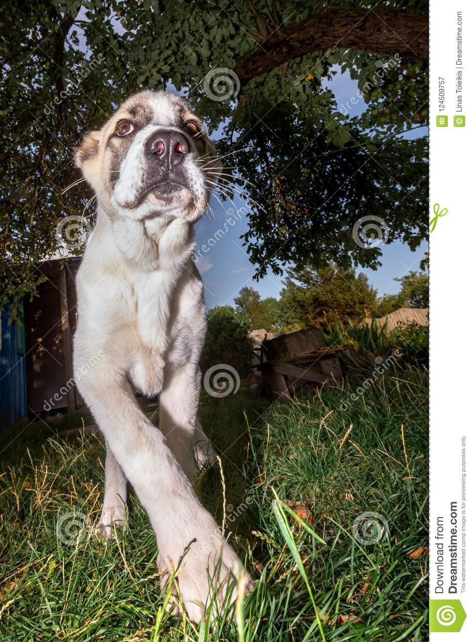 957x1300  central азиатские овчарки портрет высокого разрешения stock photography and Images - Alamy
