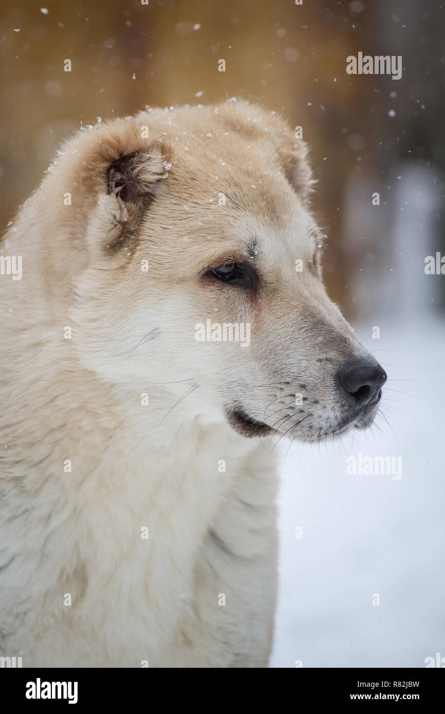 866x1390  central азиатская пастуха. Белый Алабай сидит возле забора во дворе. Защищает территорию. Глядя на камеру Фото со стока - изображение pedigreed, здоровый: 181009968