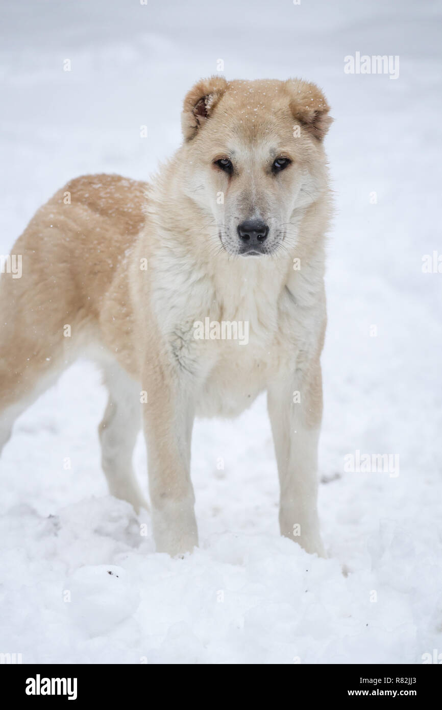 866x1390  Central Азиатская овчарка собака - щенок галерея собаки