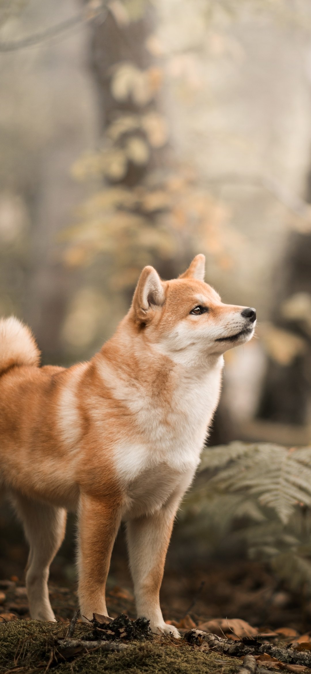 1080x2340 shiba INU Обои: Милая собака Обои для Android - Apk download