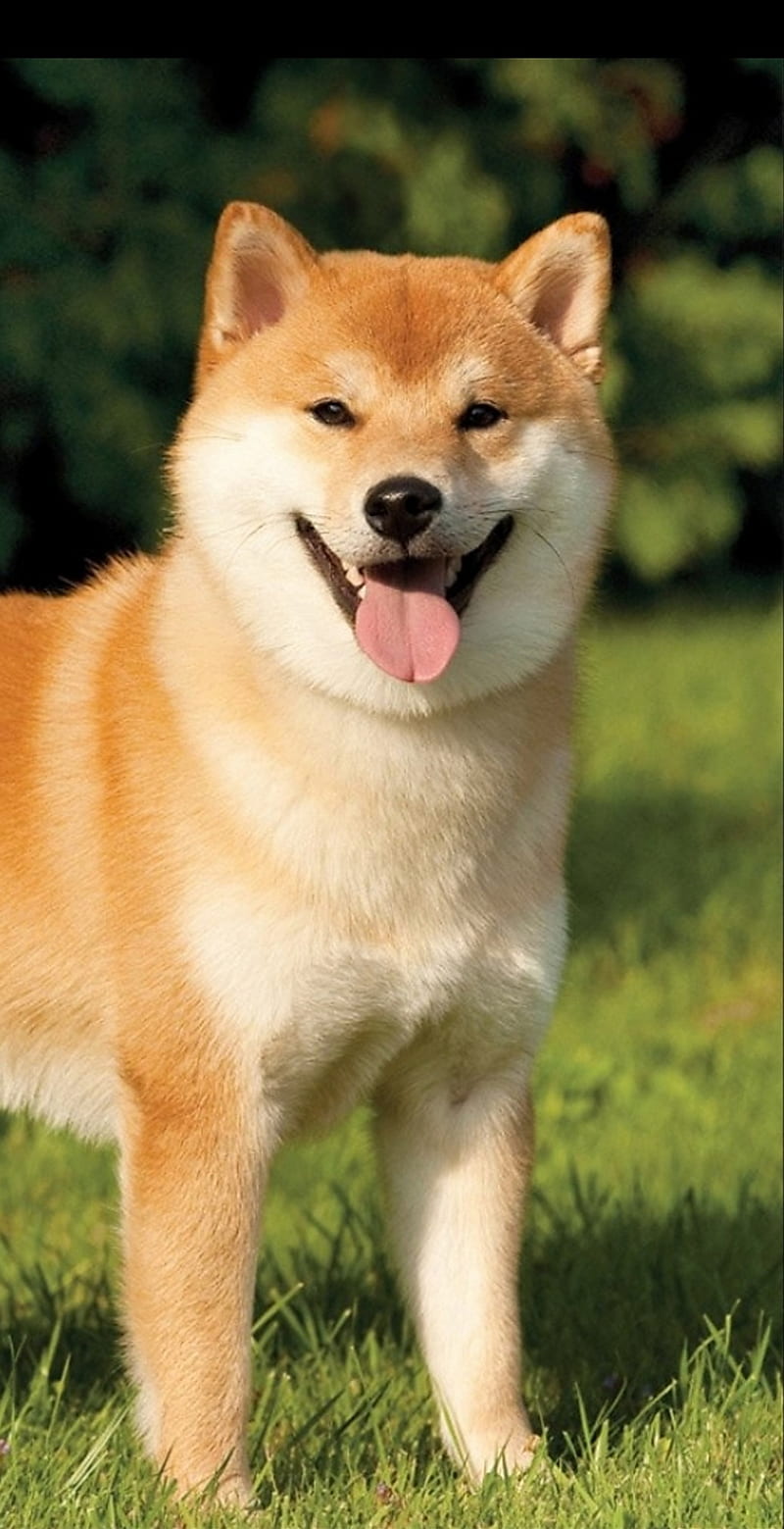 800x1559 10 Best Shiba INU Идеи обоев | Shiba inu, собака обои, Shiba