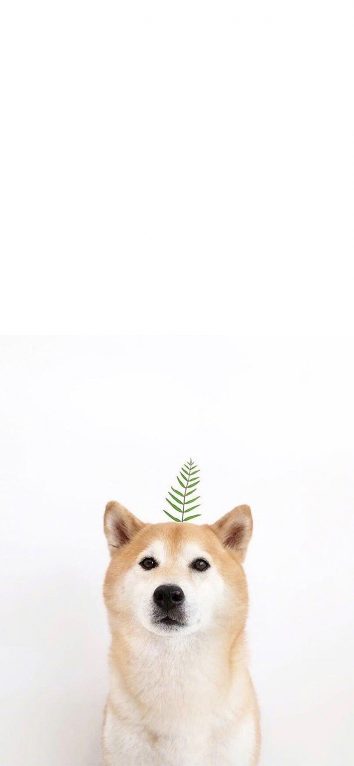 1125x2436 dog shiba inu hd wallpaper download