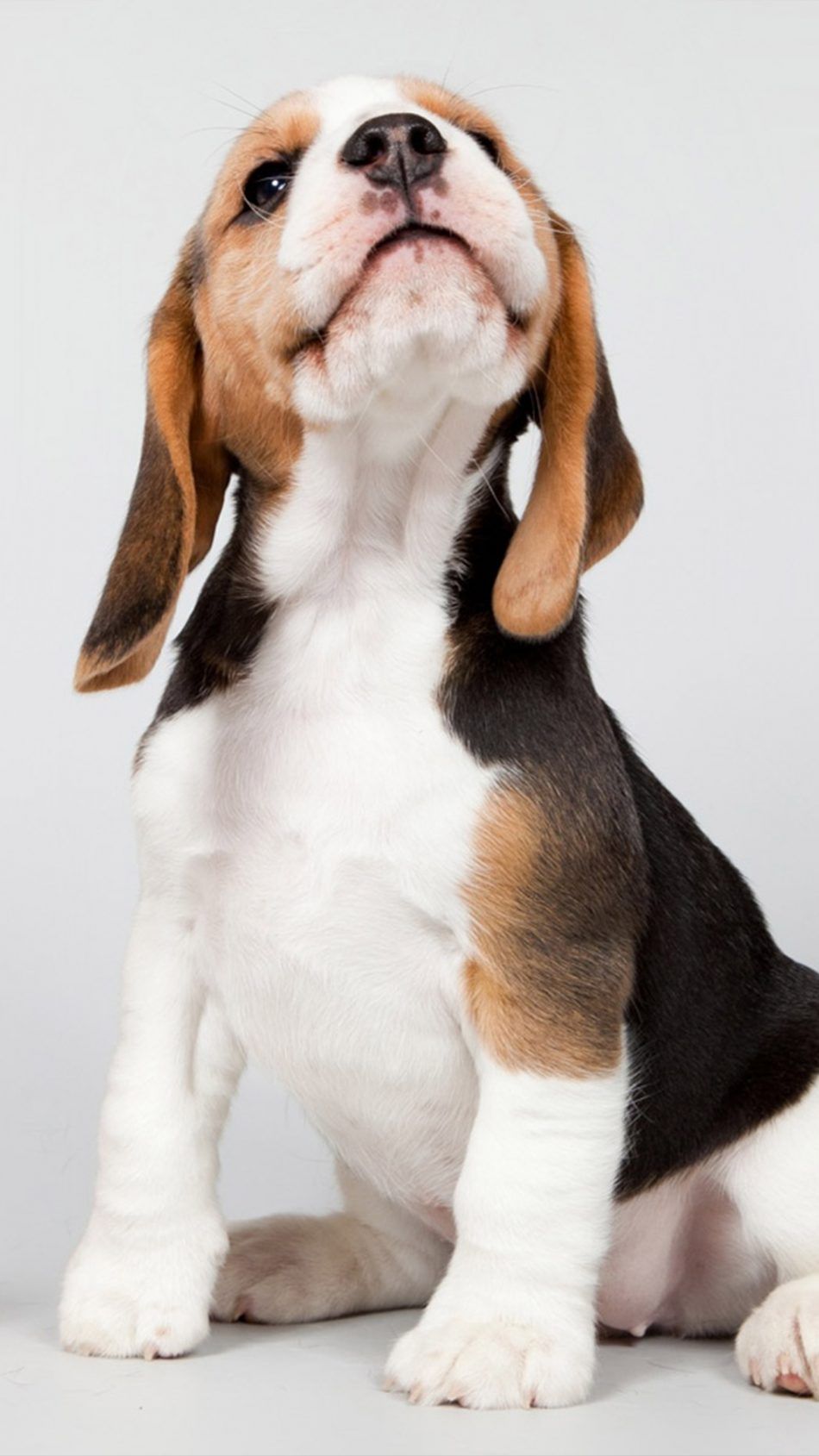 Beagle iPhone обои - верхний бесплатный бигль iphone фоны - wallpaperaccess