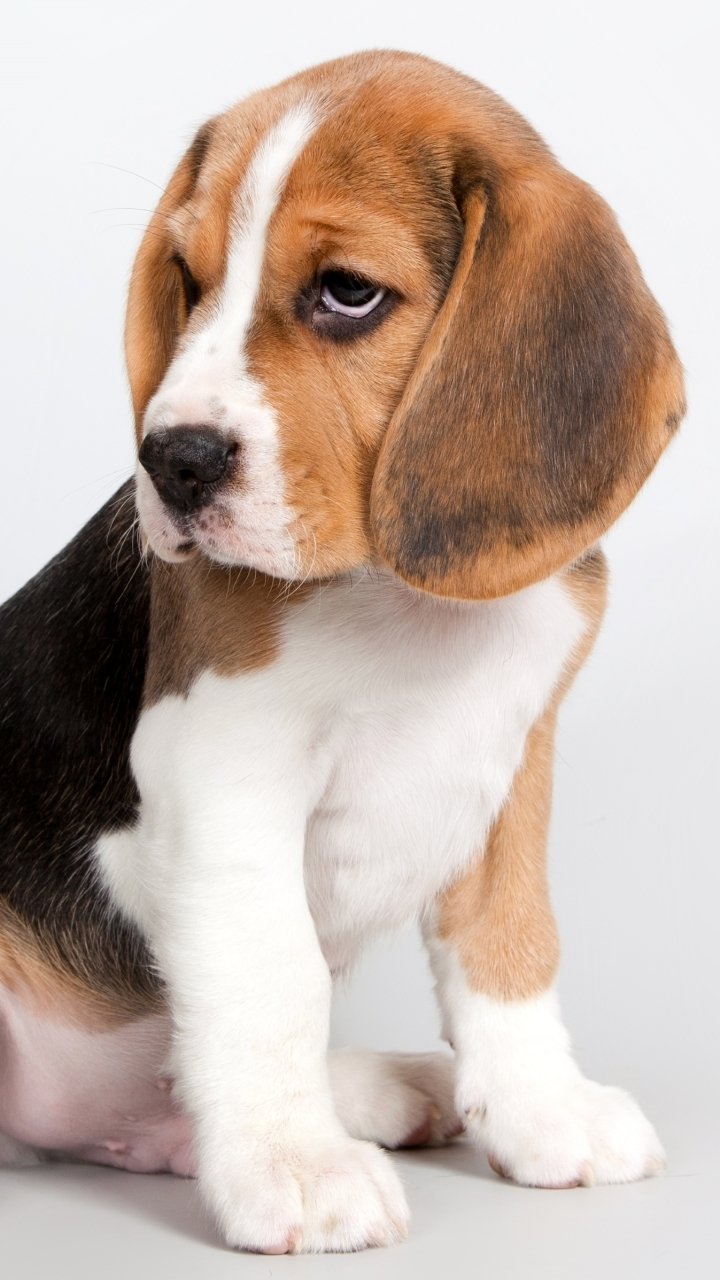 720x1280  beagegle Обои для iPhone - Верх бесплатный Бигл iPhone Фон - WallpaperAccess