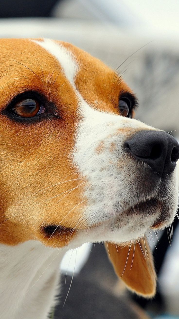 736x1308  Animal Beagle - Mobile Abyss