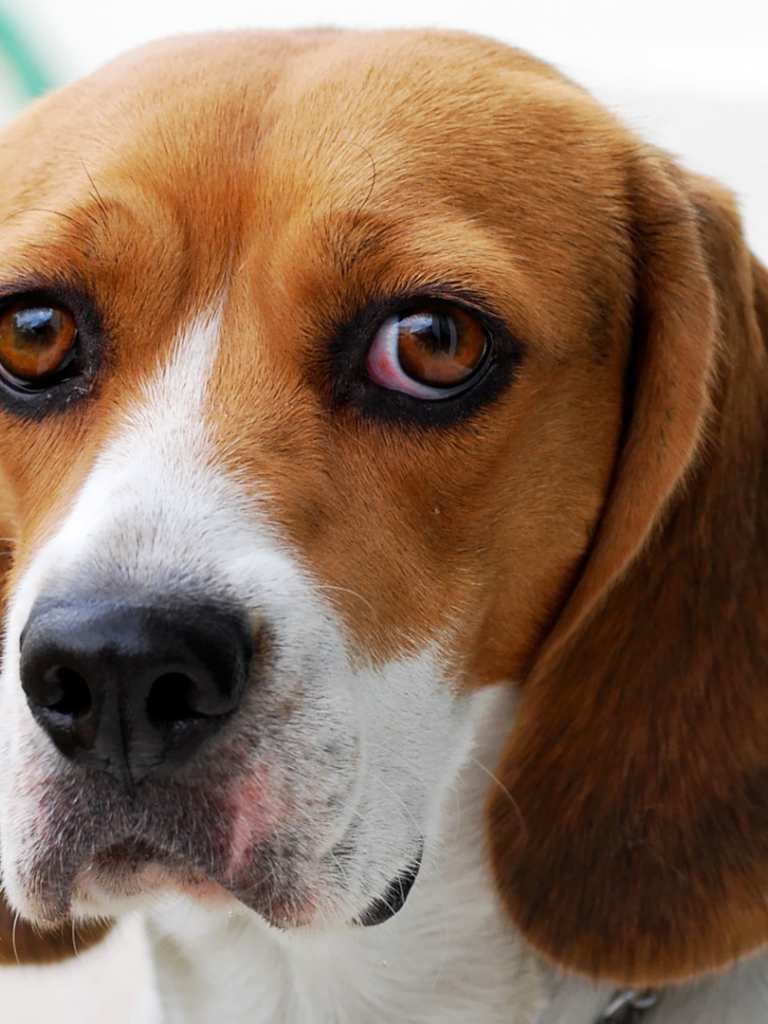 768x1024  Dog, Бигль, морда, уши, щенок | Beagle Щенок, Бигль Собака, Щенки