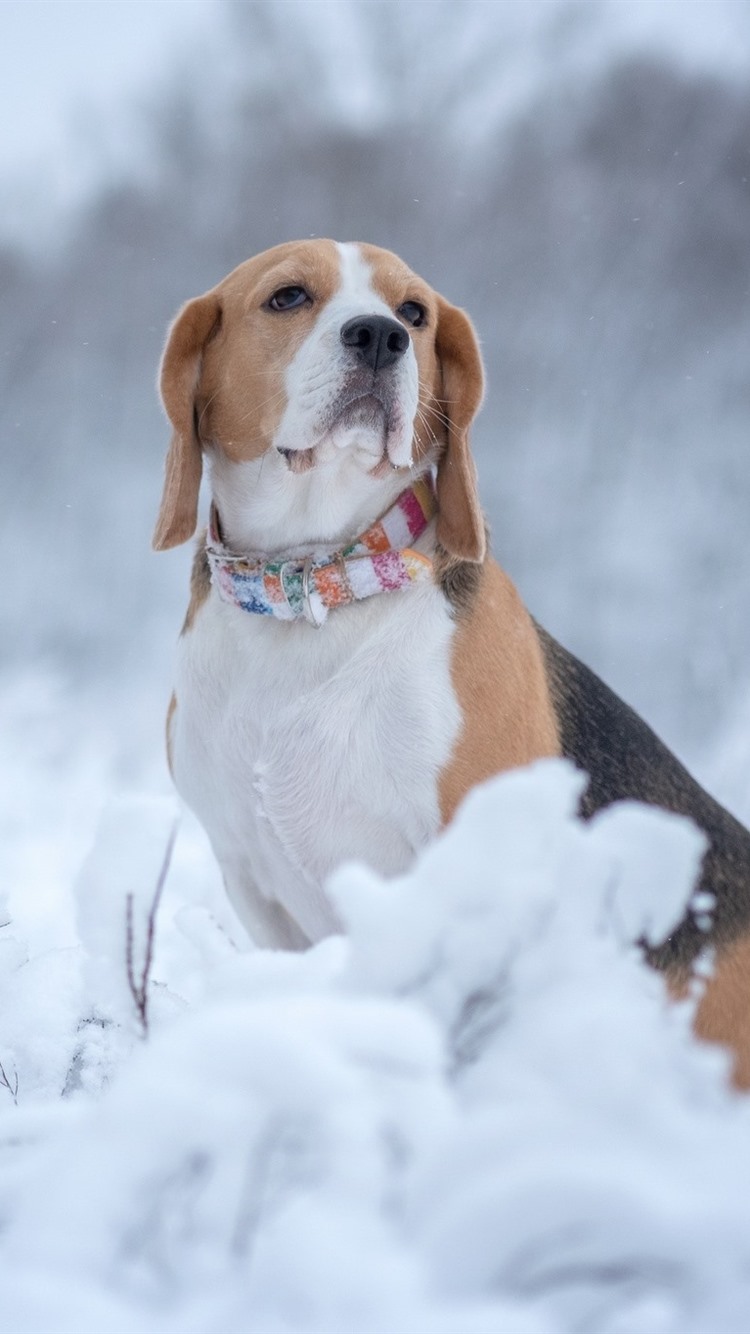 750x1334   ? ? животные Бигль Собаки Питашки Обои | (54168) 