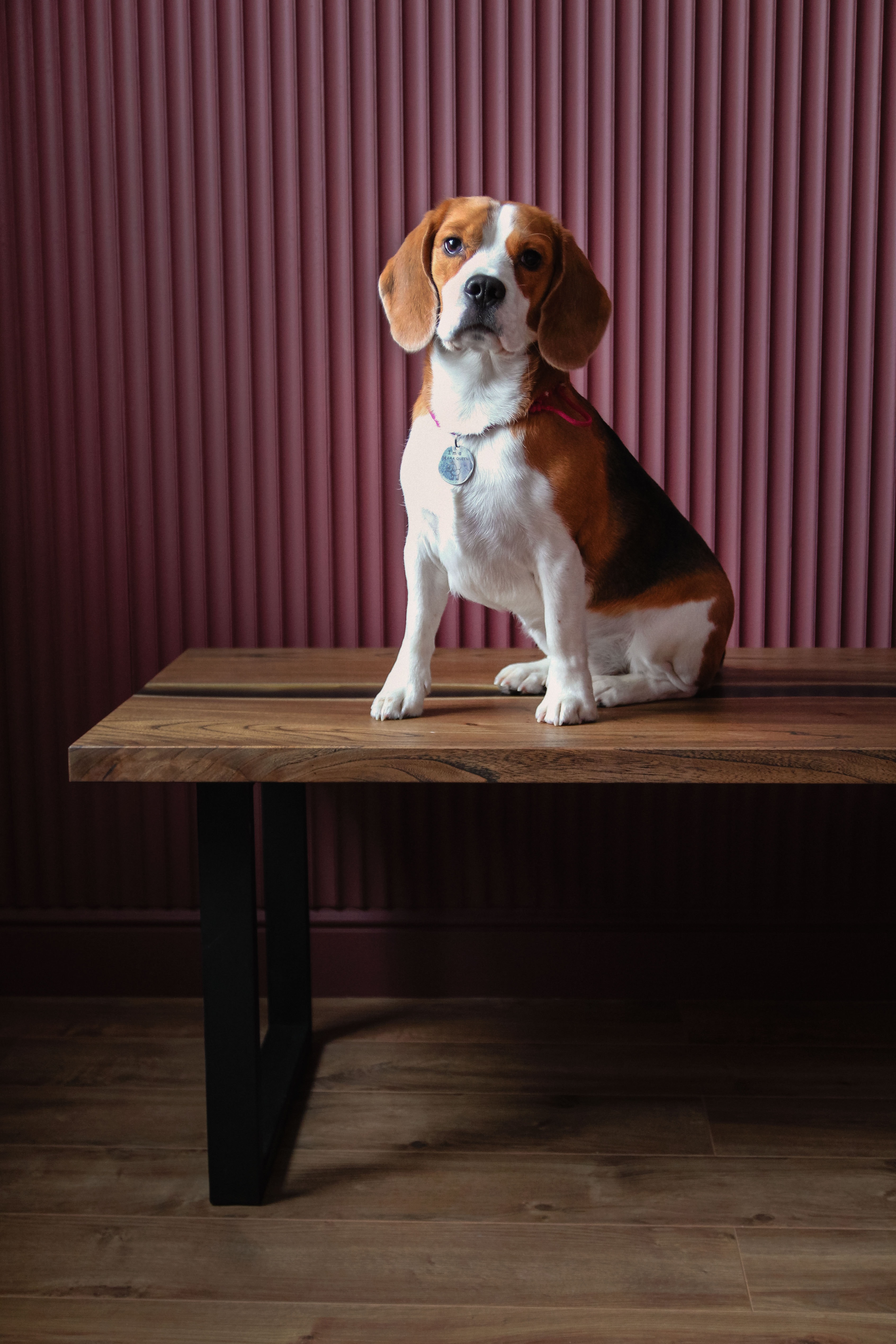3384x5076   Tri-Color beagle Щенок, собака HD Обои | Обои Flare