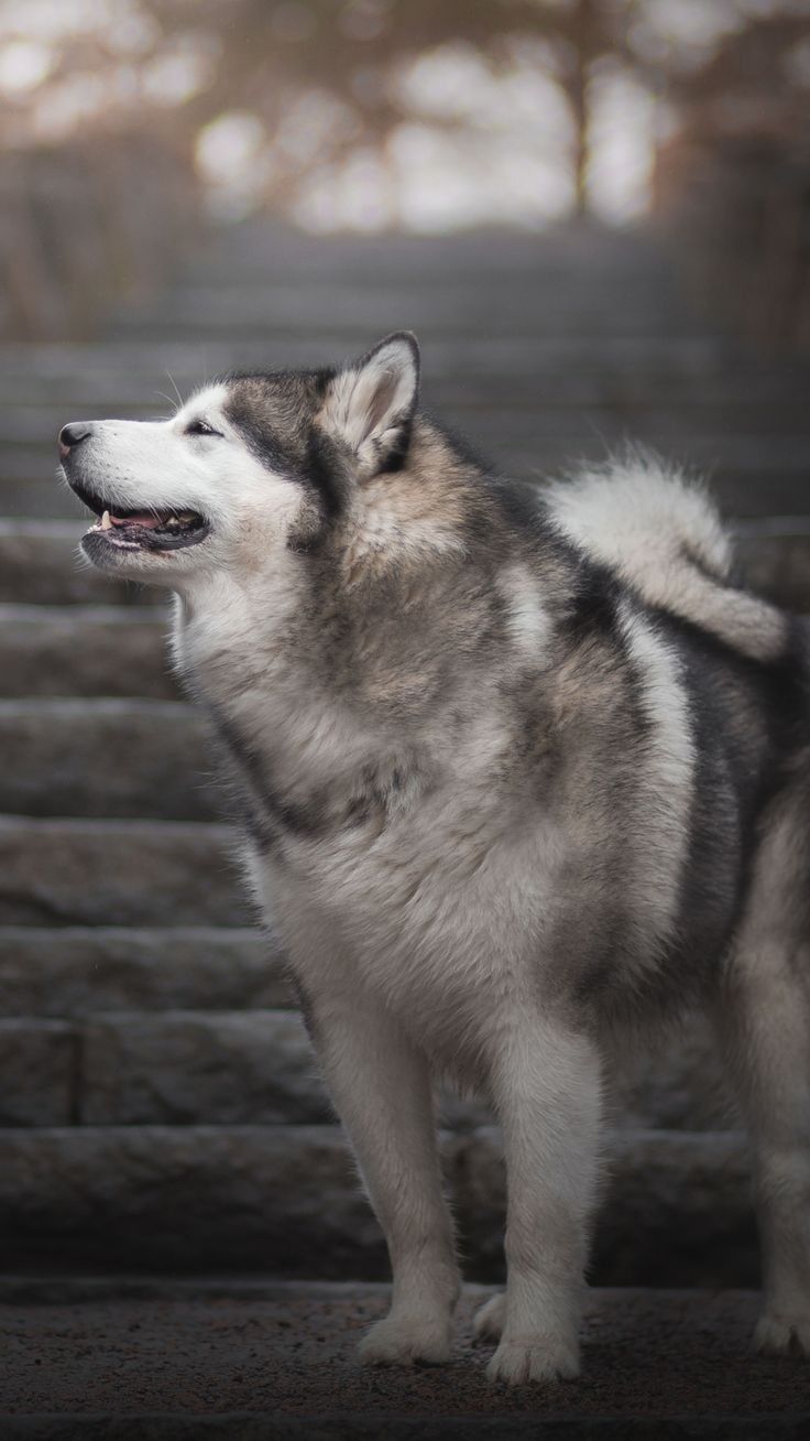 Alaskan Malamute собака для собак Обои Lockscreen HD 4K Android iOS | Собаки, Маламут-Собака, Собака Гортдийная подготовка 