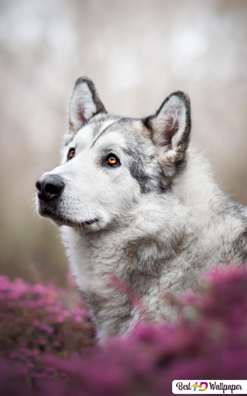 800x1280   Alaskan Malamute Dog HD HD Download