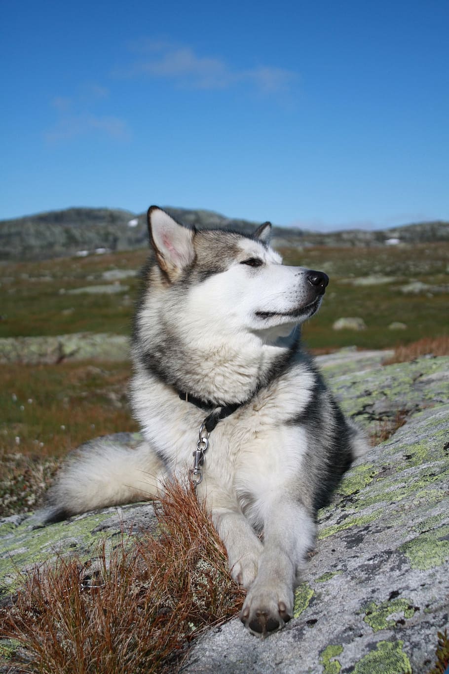 910x1367  hd Обои: Alaskan Malamute, Hardangervidda Mountain Plateau, Тур | Обои flare
