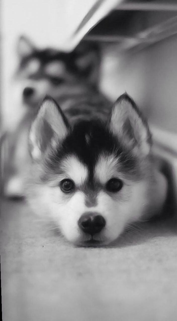 704x1273   адольт коричневый и белый аляскинский маламут коричневый сибирский хаски на теле воды: wallpapersupdate