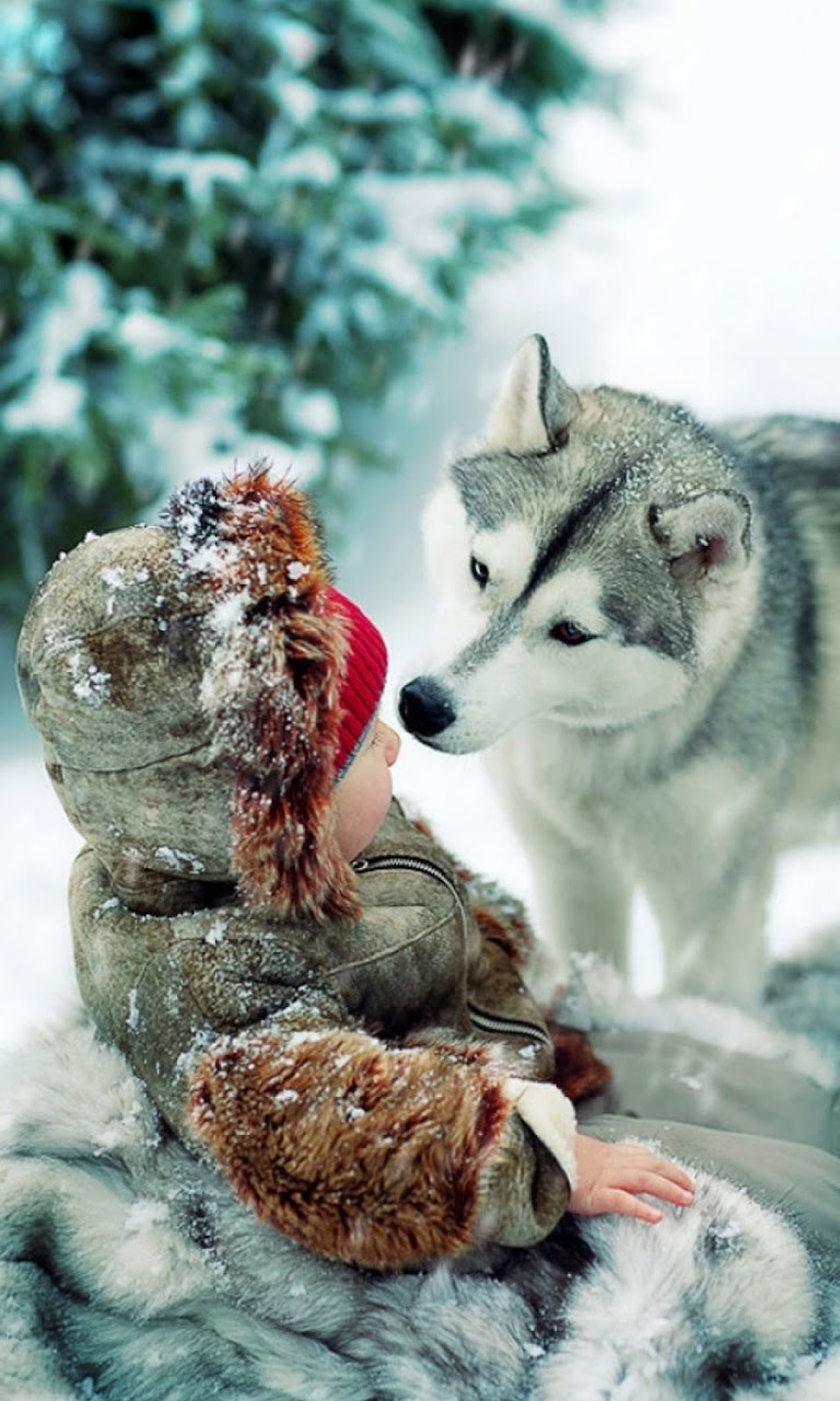 768x1280  cute Щенки Живые Обои для Android - APK Скачать aLaskan Malamute Лицо Фото и обои. Красивые Alaskan Malamute лицо Фотографии aLaskan Malamute Обои для iPhone 7