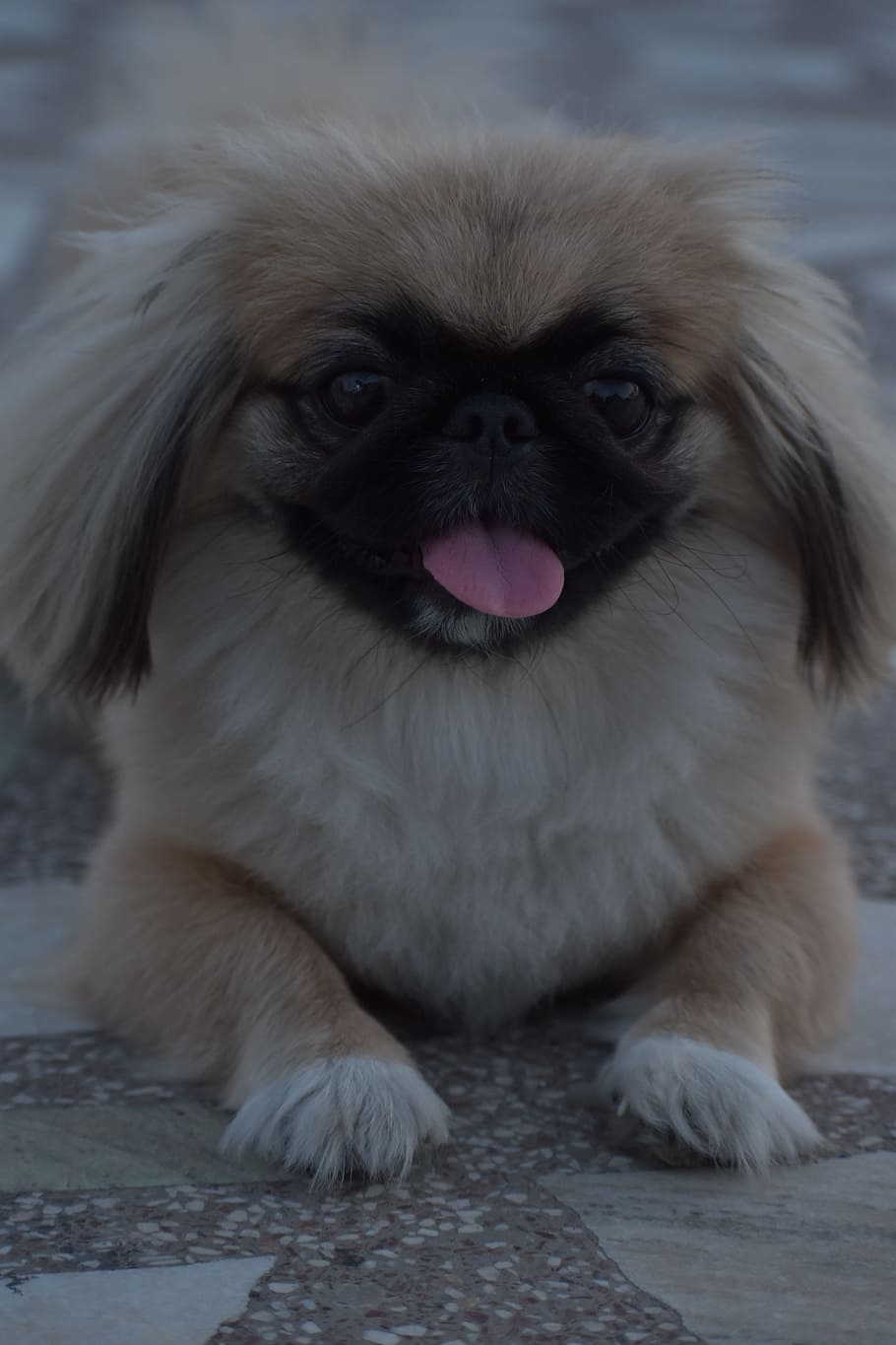 Обои HD: Pekingese, собака, милый, женский щенок, собачий, одно животное, темы животных | Обои Flare