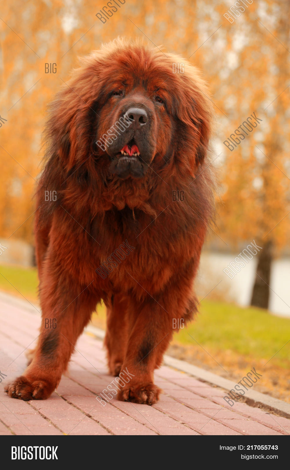 1000x1620  dog Tibetan Mastift Wallpaper для iPhone 11