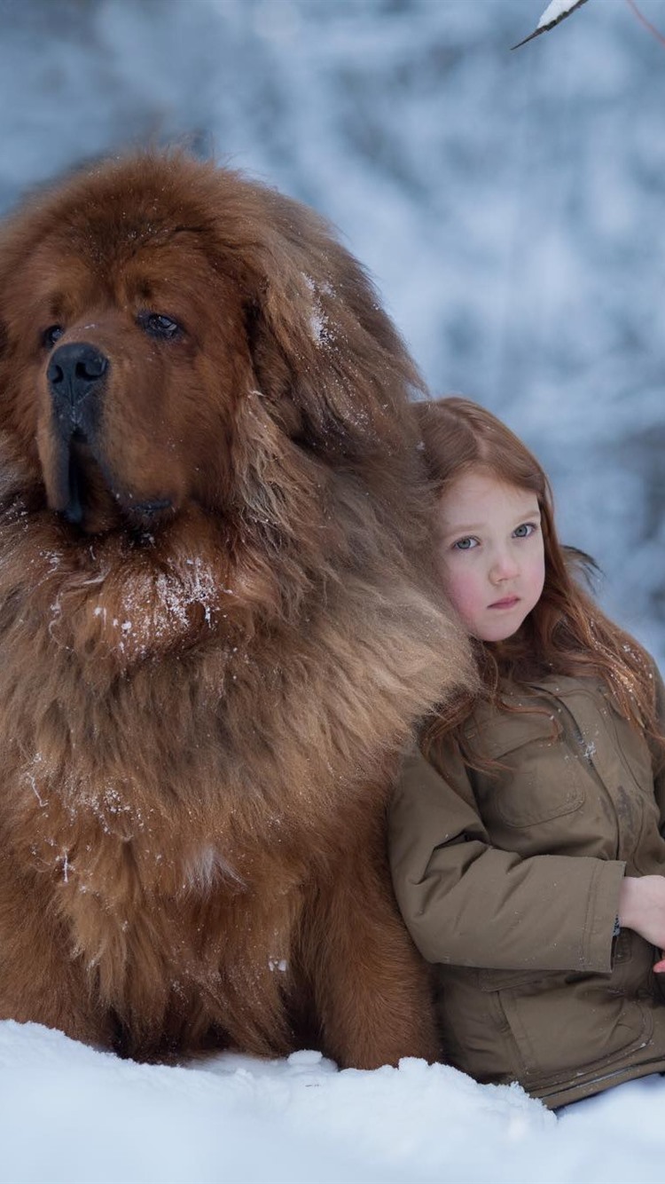 750x1334  yellow Tibetan Mastiff Image \ U0026 (бесплатная пробная версия) | Bigstock 