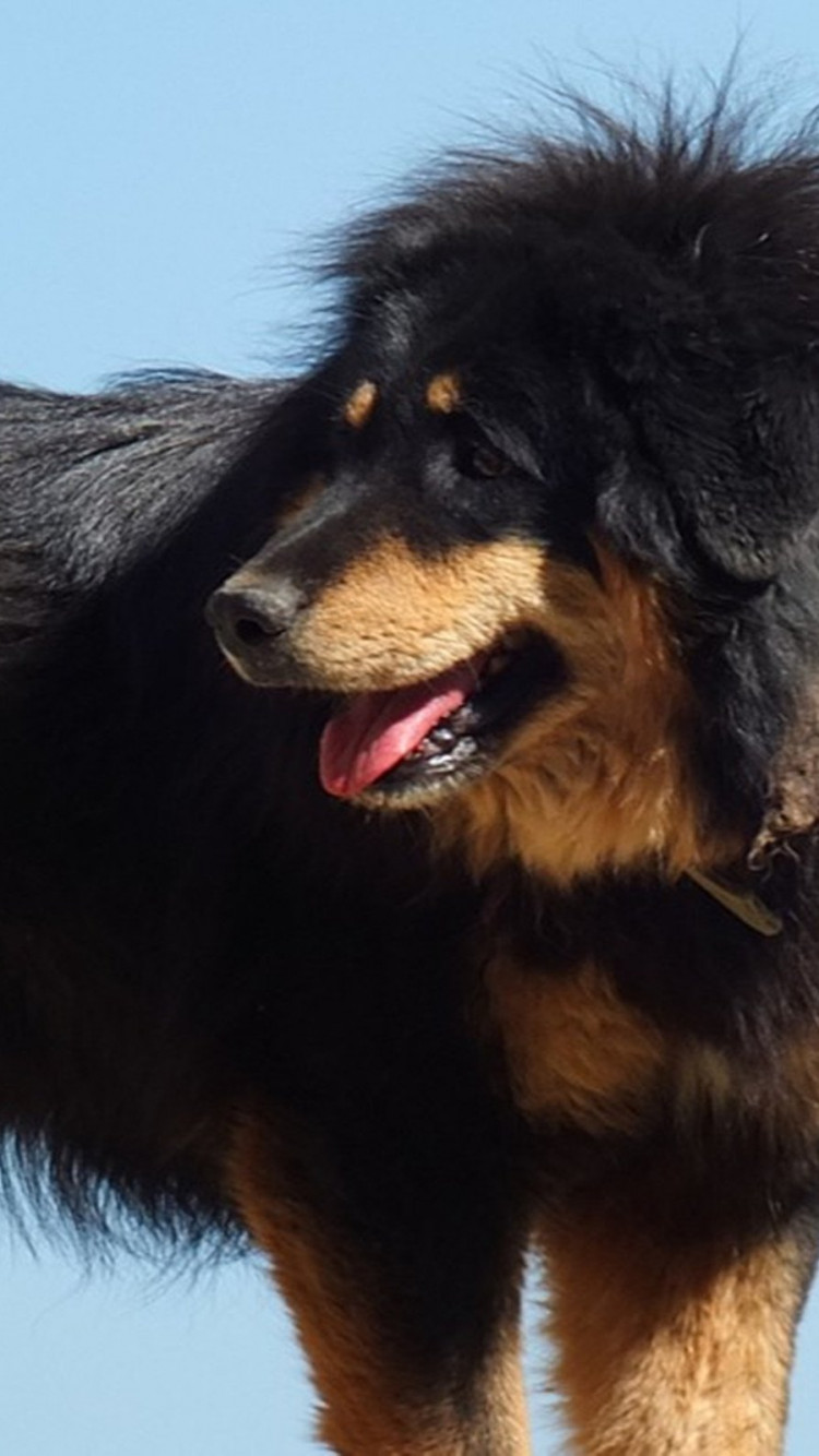 750x1334   Гарник уплотнительные щенки, печать щенок тибетского мастифа