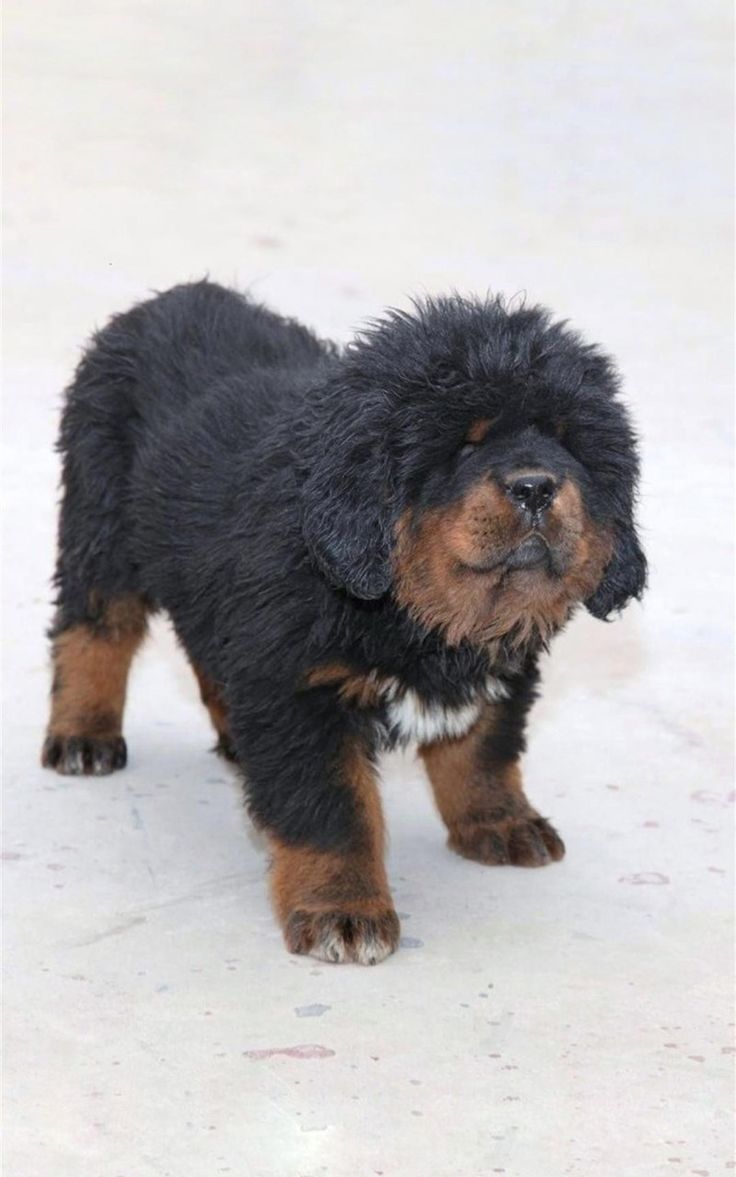 736x1177  free Скачать тибетский мастиф HD обои ATLAS 1280x1024 HD Animation Wallpaper [1280x1024] для вашего рабочего стола, мобильный \ U0026 планшет | Исследуйте 49+ Wallpaper Mastiff | Tibetan Wallpaper, Wallpaper Tibetan Mastiff, Французский Mastift Wallpaper autho_tibetan Mastiff High-res Фото со стока - Getty Images