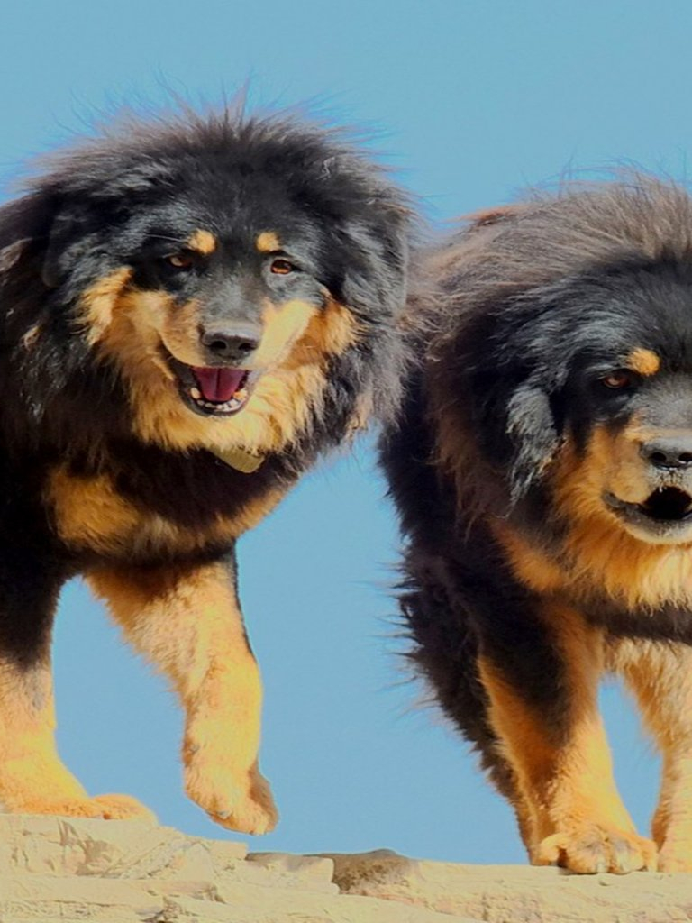 768x1024  portrait большой красивой собаки тибетского мастифа, стоя на белом фоне. Изолированные. Скопируйте пространство. Фотография, картинки, изображения и сток-фотография без роялти. Image 60244640 .