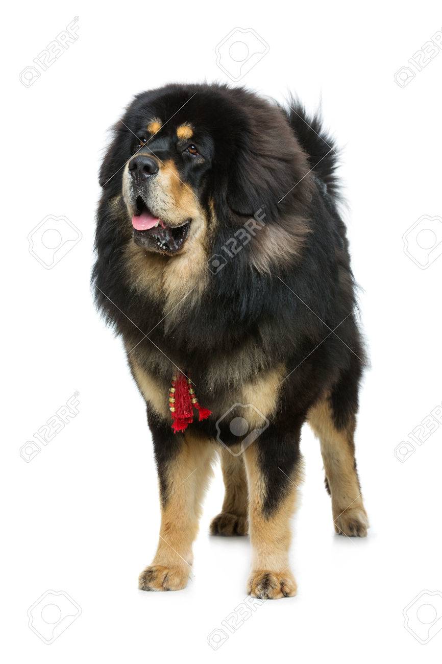 866x1300  portrait of tibetan Mastift белый фон. Темы животных - fototapeta12