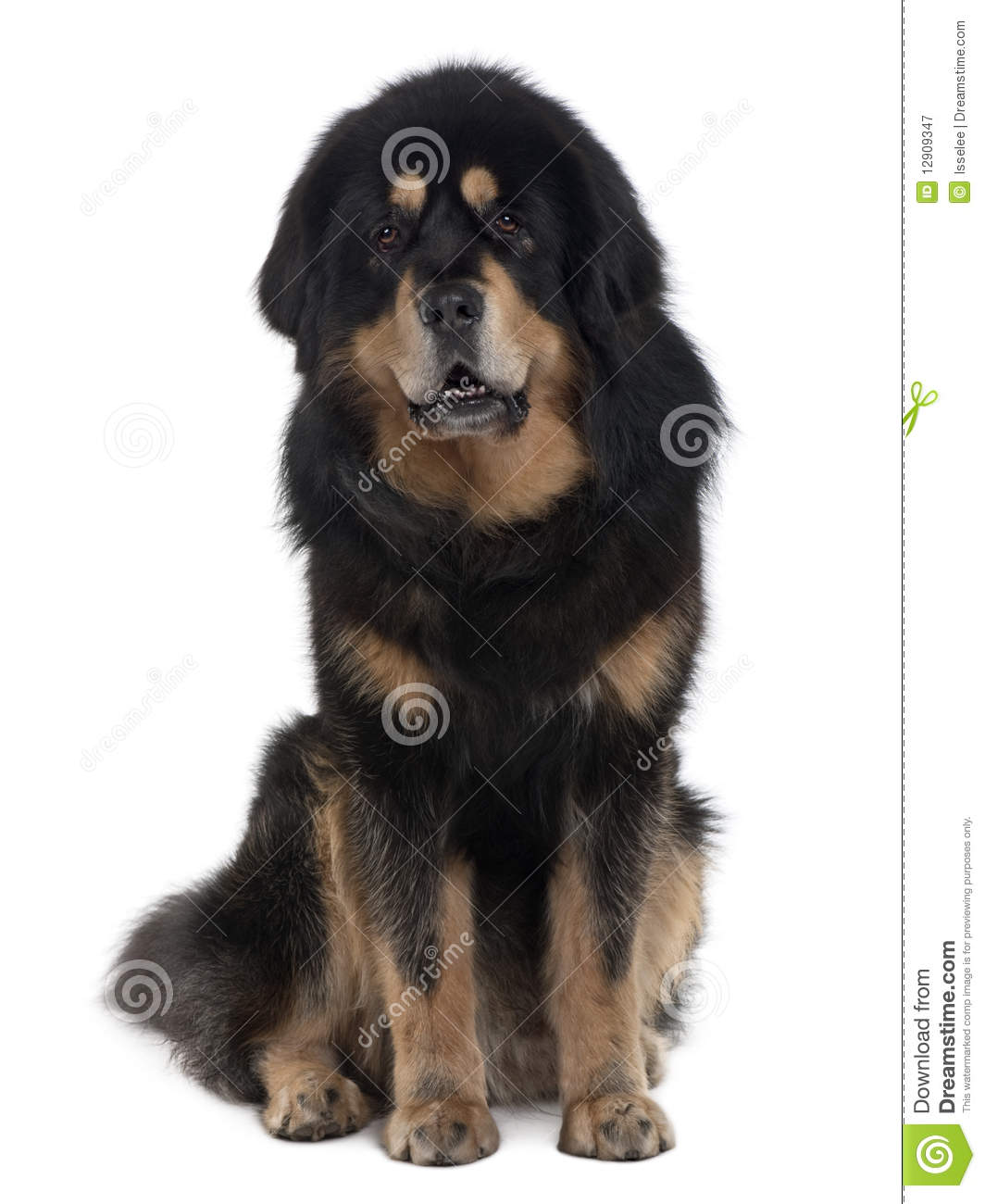 1064x1300  Searched Google для \ "Tibetan Mastift Attack \" ... WTF - 9gag