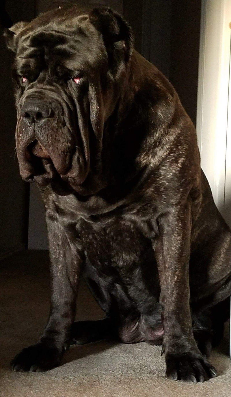 800x1376  free Скачать Обои для очаровательны Мастикеты Мастифы Обои и образы Обои [3872x2592] Для вашего рабочего стола, мобильный u0026 Tablet | Исследуйте 37+ Wallpaper Tibetan Mastiff | Тибетские обои Mastiff, тибетские фоны, тибетские обои 