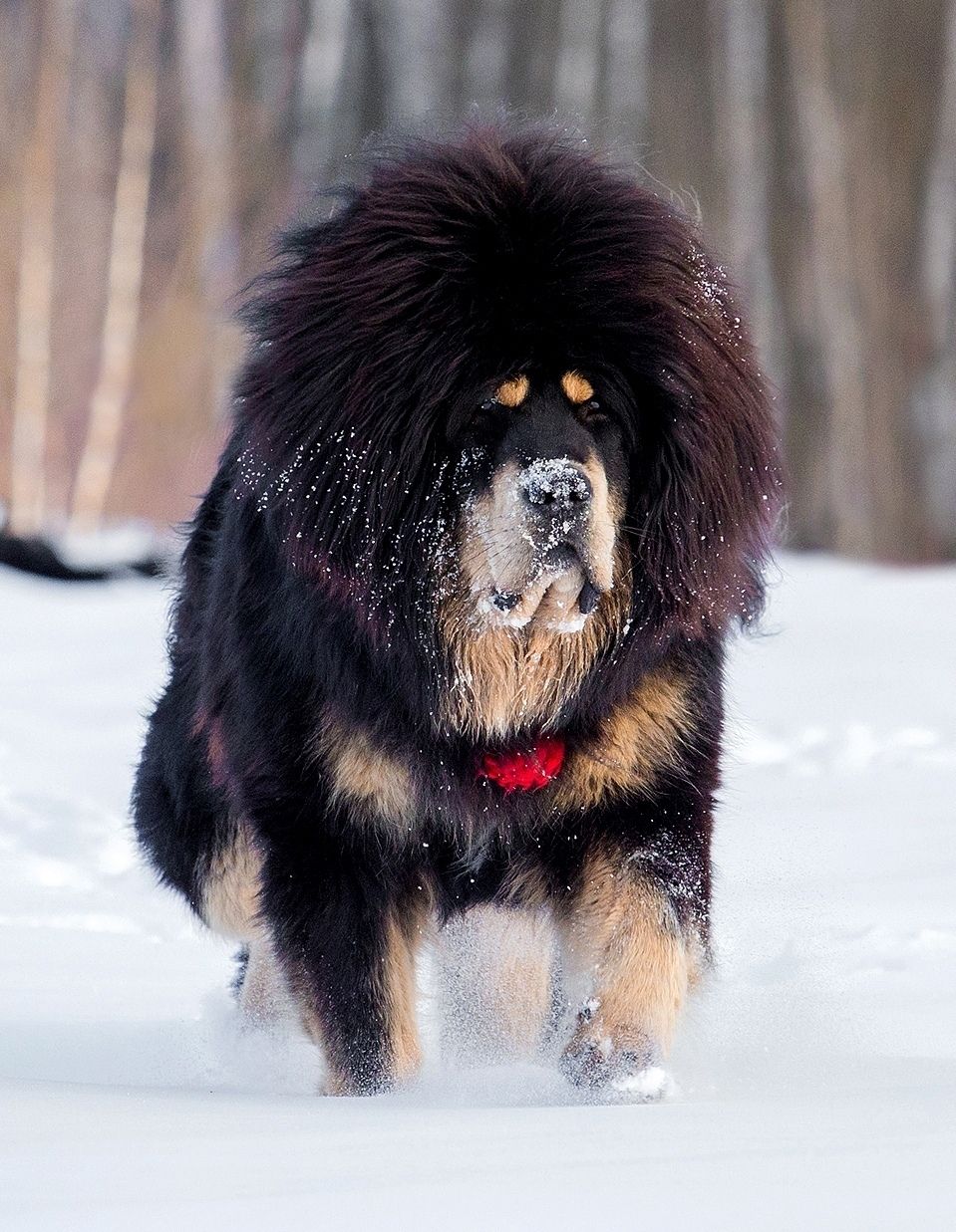 959x1237  /betibetan Mastift Dog в Улице москва осени Стоковое Изображение - изображение осени, портрет: 105338305 