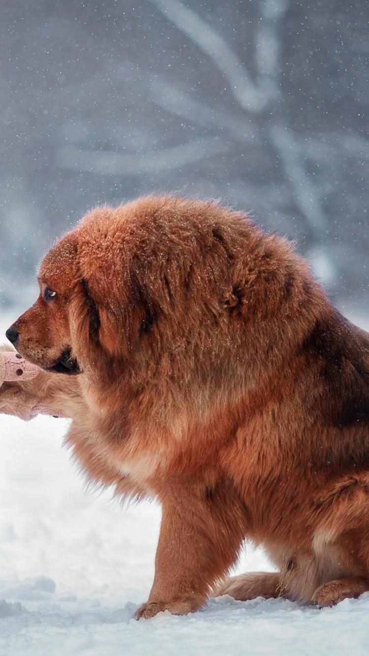 750x1334   50+ Очень красивый тибетский мастифы собаки и изображения 