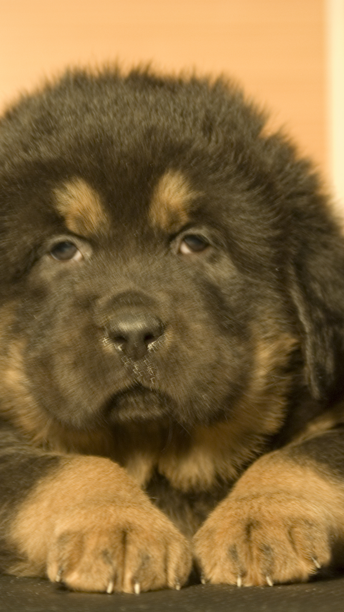 1440x2560  caucasian Обои для iPhone 11